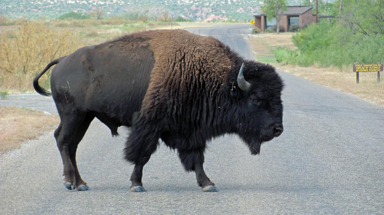 The Official Texas State Bison Herd roams the acres of Caprock Canyon State Park.