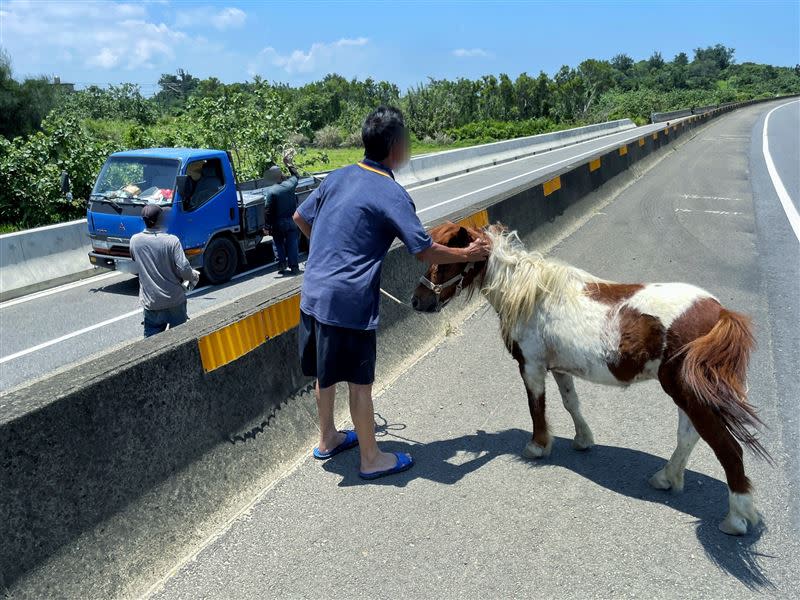 台61苗栗後龍路段驚見落跑迷你馬，警方將對飼主究責。（圖／翻攝畫面）