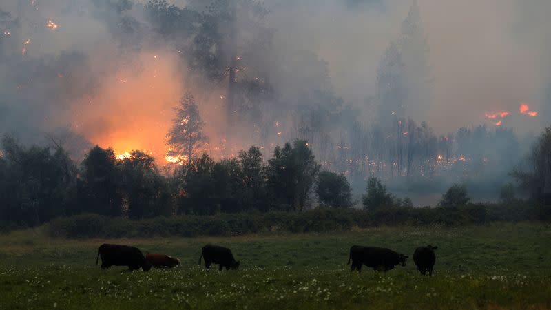 McKinney Fire burns near Yreka, California