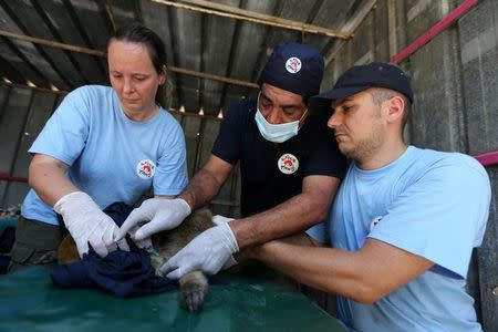 Veterinarian Amir Khalil (C) and FOUR PAWS International team treat a monkey at a zoo in Khan Younis in the southern Gaza Strip June 10, 2016. REUTERS/Ibraheem Abu Mustafa/Files