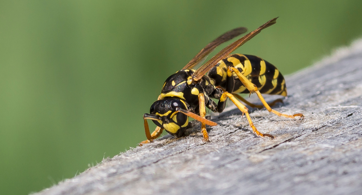 It's peak wasp season: Protect your picnic with this 'phenomenal' wasp trapper (Photo via Getty)
