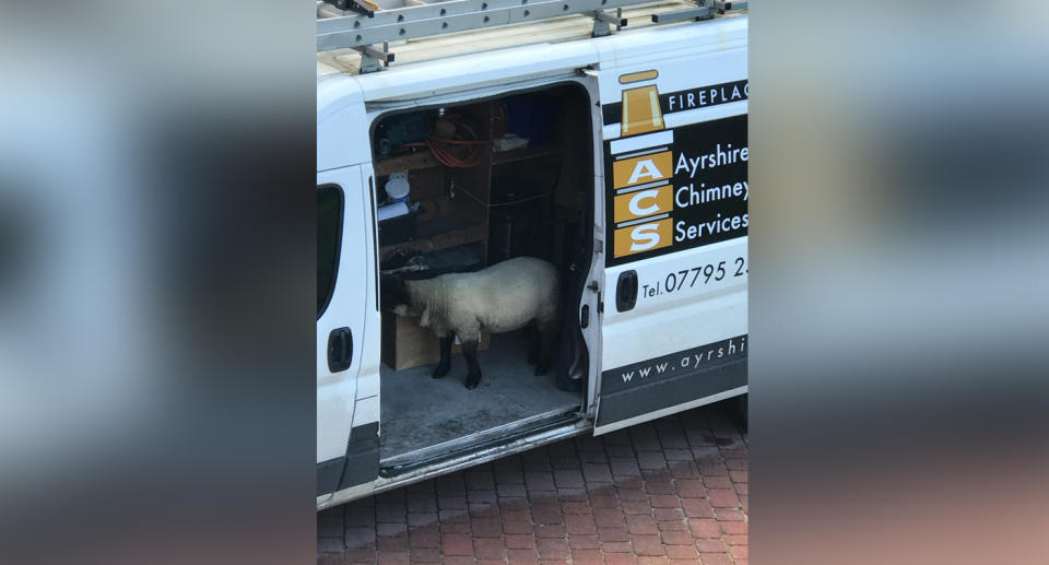 Lamb Lamb, pictured in the van 