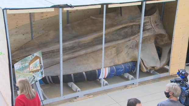 The 18-foot skull of a blue whale was unboxed in a ceremony held Tuesday at MUN'S core science building. (Mike Simms/CBC - image credit)