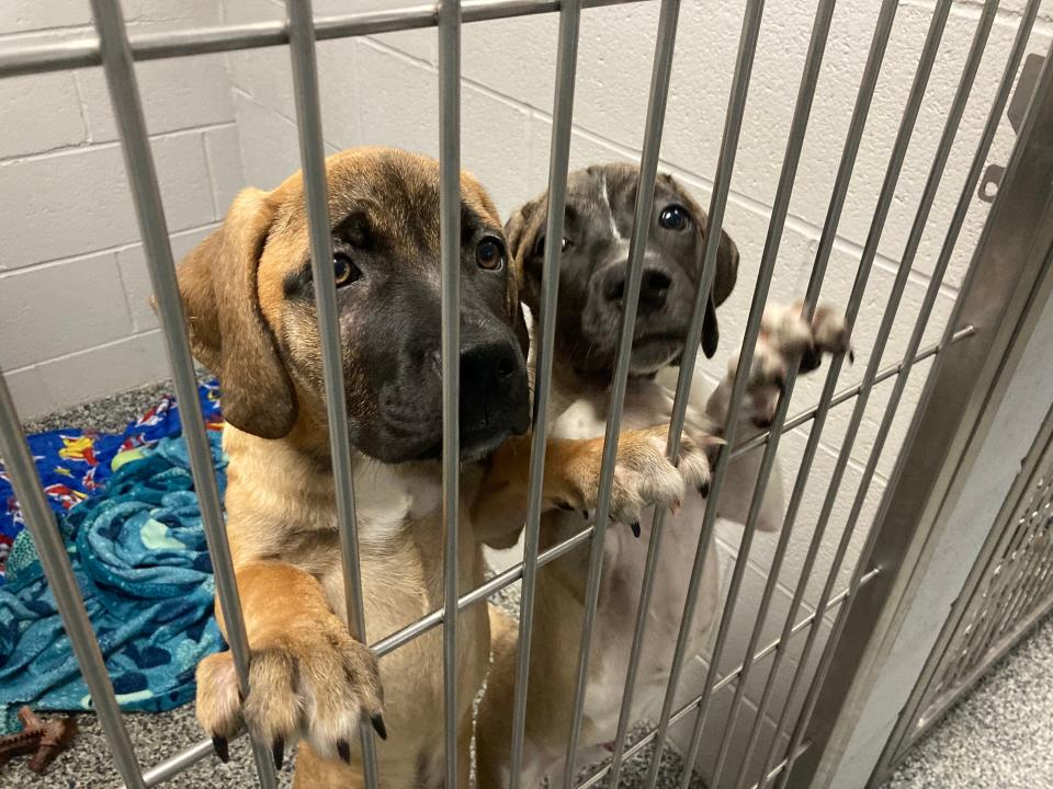 Puppies have been going weeks without being adopted at Heart of RI Animal Rescue League in Cranston.