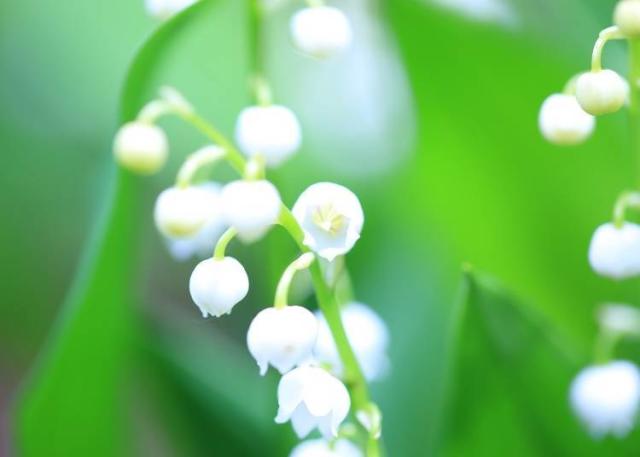 細數9處北海道花海景點 把握夏天6月 8月的絕佳賞花期 旅遊 Yahoo奇摩行動版