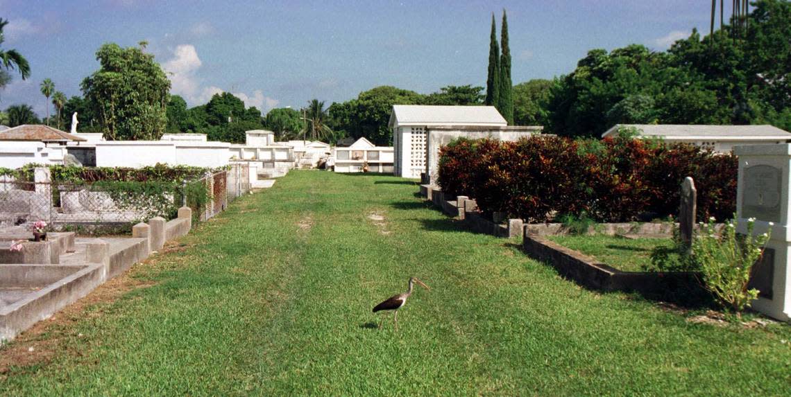 Birds like this ibis make the cemetery a favorite spot for birdwatchers.