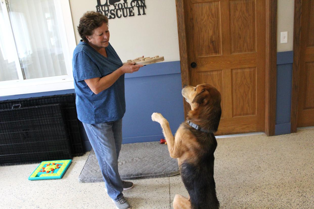 Sue Walsh of Last Stop Animal Rescue and Sanctuary in Carleton talks to Cheeto before feeding him. The stray dog was found running the streets with a cheese ball container lodged on his head.
