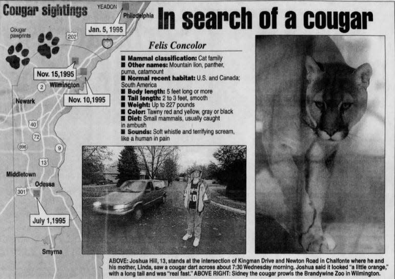 A map displaying cougar sighting locations in Nov. 1995 with a picture of a cougar at the Brandywine Zoo and a 13-year-old boy who said he saw a cougar.