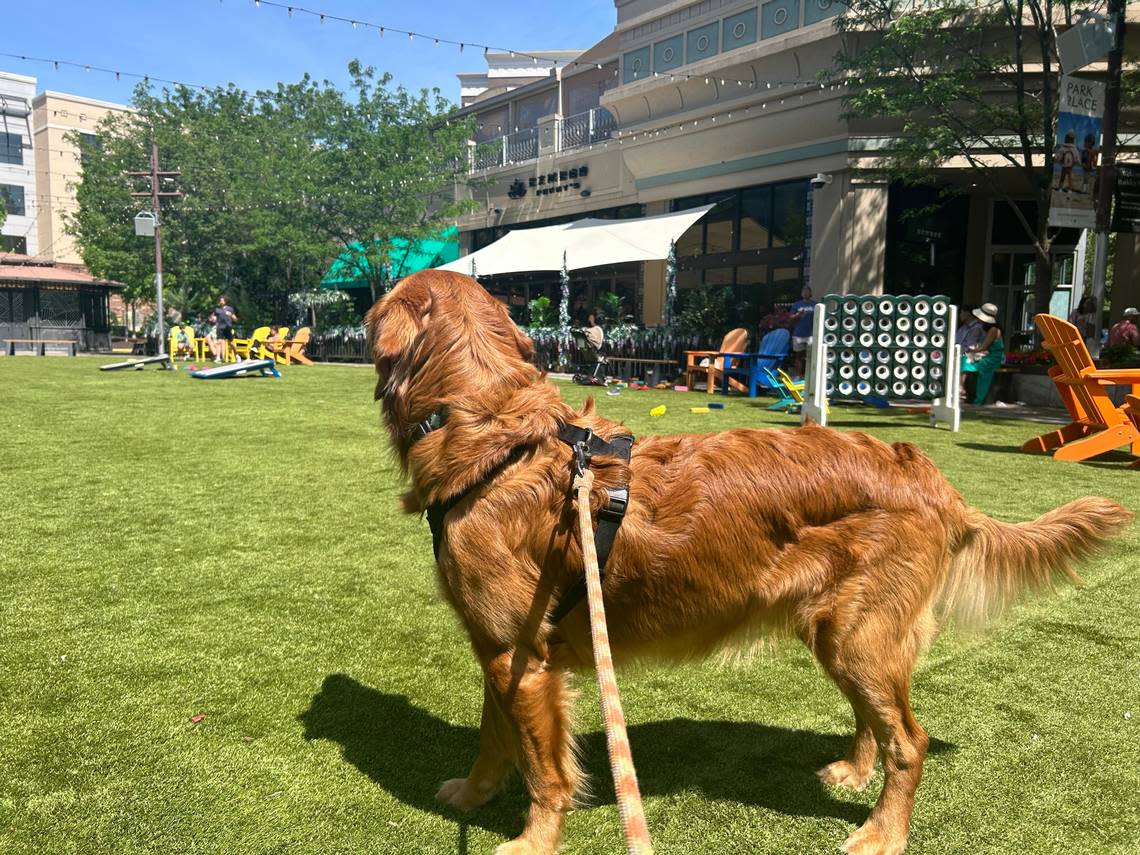 Winston watches families play on the lawn near Bamboo Penny’s in Leawood.