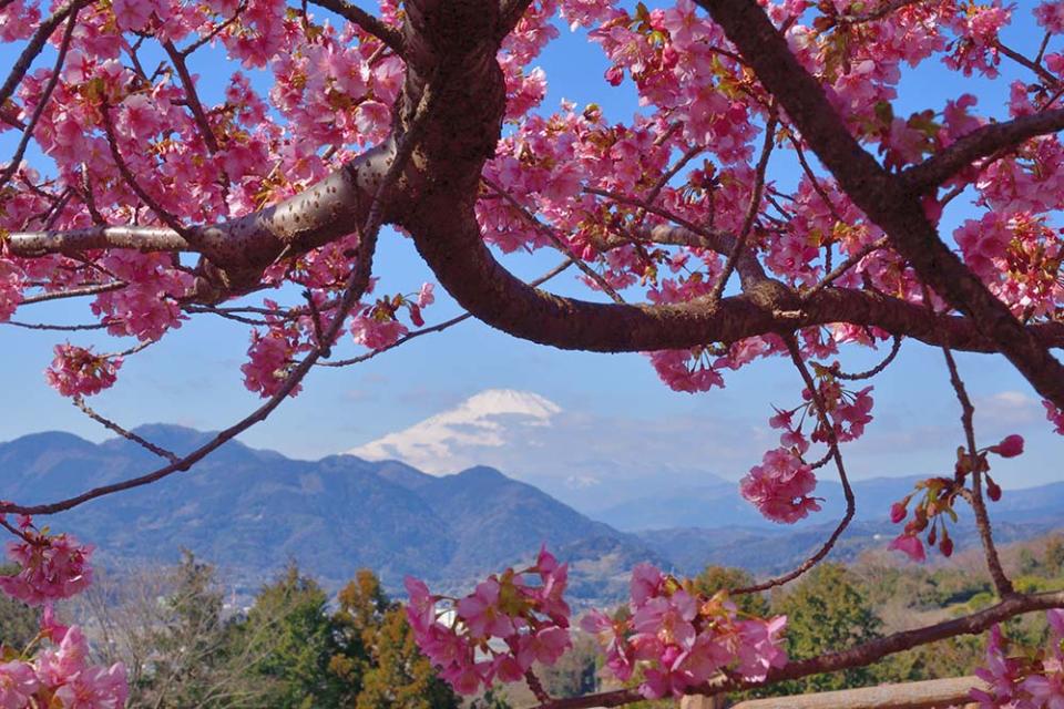 松田山（Image Source : Getty Creative）