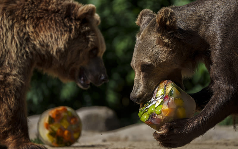 A bear eats frozen fruits on a hot and sunny day at the Madrid Zoo, Spain