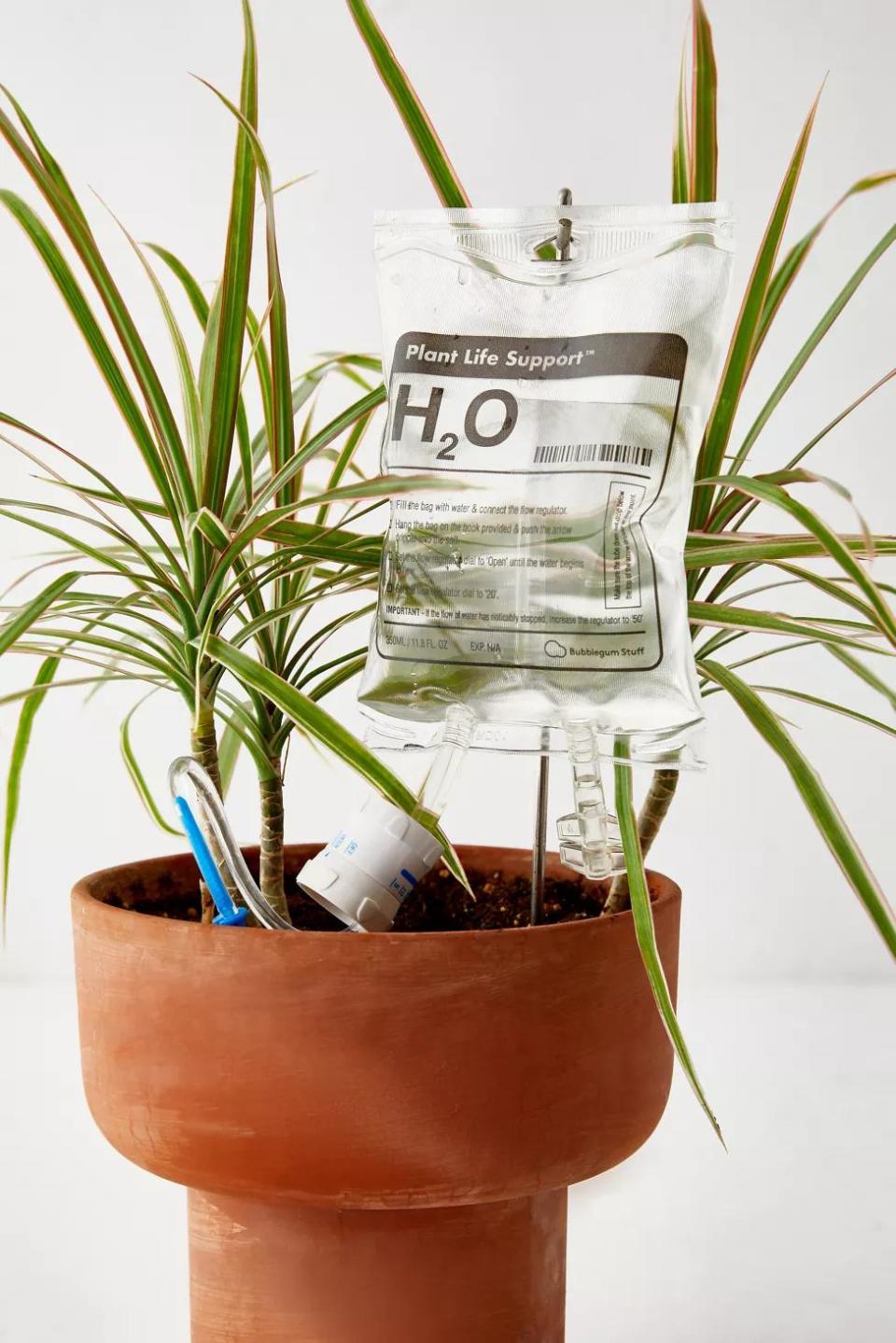 <p><a href="https://go.redirectingat.com?id=74968X1596630&url=https%3A%2F%2Fwww.urbanoutfitters.com%2Fshop%2Fplant-life-support-self-watering-set&sref=https%3A%2F%2Fwww.delish.com%2Fholiday-recipes%2Fchristmas%2Fg37710947%2Ffunny-christmas-gifts%2F" rel="nofollow noopener" target="_blank" data-ylk="slk:Shop Now;elm:context_link;itc:0;sec:content-canvas" class="link ">Shop Now</a></p><p>Plant Life Support Self-Watering Set</p><p>Urban Outfitters</p><p>$16.00</p>