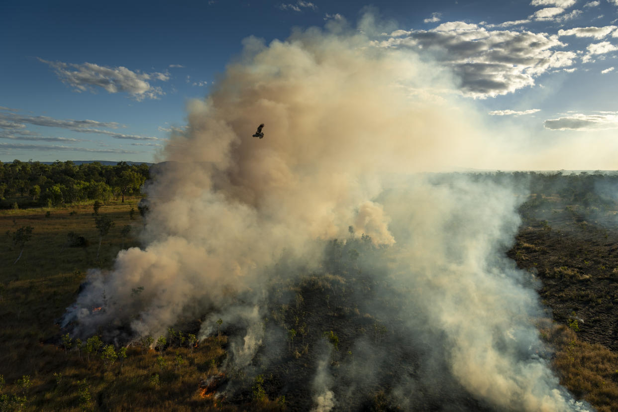 This image provided by World Press Photo which won the World Press Photo Story Of The Year award by Matthew Abbott for National Geographic Magazine/Panos Pictures, titled Saving Forests With Fire, shows A black kite (subspecies Affinis of Milvus migrans) flies above a cool-burn fire lit by hunters earlier in the day, in Mamadawerre, Arnhem Land, Australia, May 2, 2021. The raptor, also known as a firehawk, is native to Northern and Eastern Australia, and hunts near active fires, snatching up large insects, small mammals, and reptiles as they flee the flames. (Matthew Abbott for National Geographic/Panos Pictures/World Press Photo via AP)