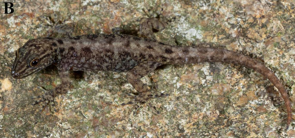 An adult female Cnemaspis sanctus, or holy dwarf gecko.