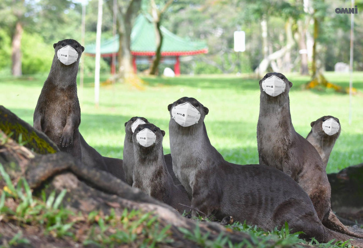 Otters in Singapore photoshopped to wear masks as haze enshrouds Singapore, Malaysia and Indonesia in September 2019. (Source: Facebook/Omni Channel)