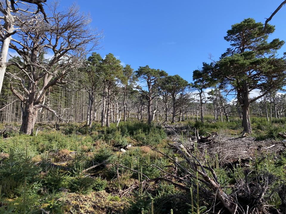 invasive Sitka spruce