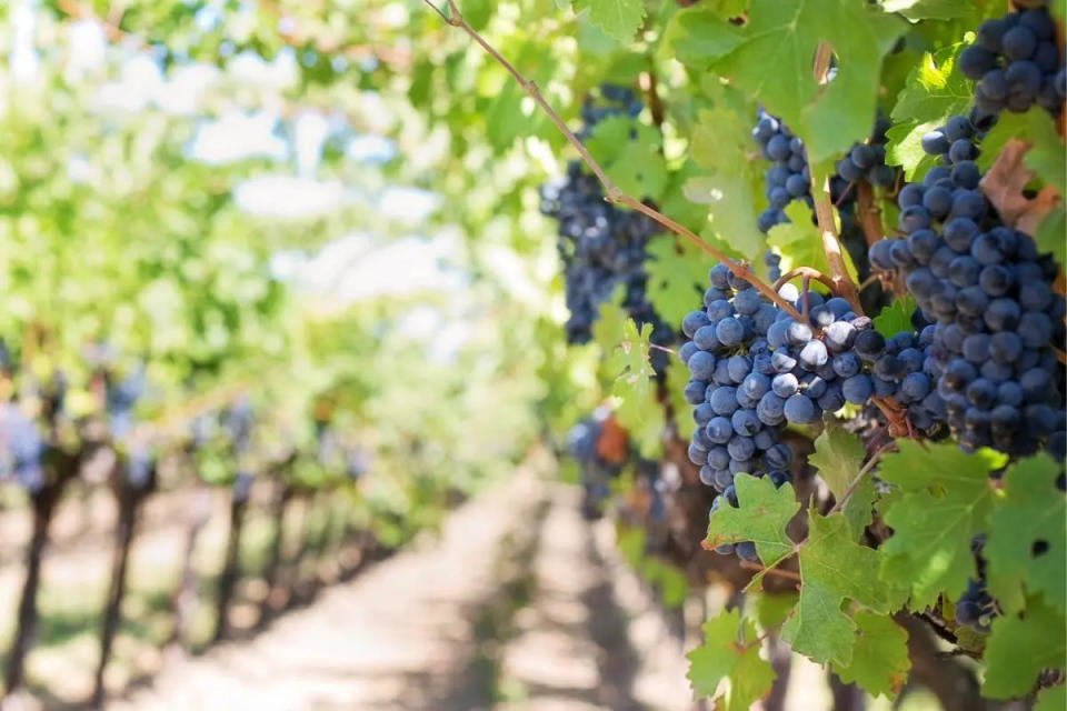 La entrada a Nación de Vinos será únicamente por invitación.