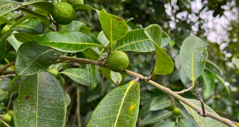 Ramón: el árbol de la selva maya que es un tesoro nutricional