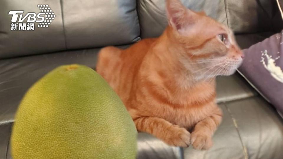 柑橘類水果，皮層的柑橘油氣味貓狗並不喜歡，成份也有害貓狗的皮膚及肝臟。