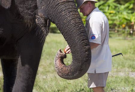 Jim Williams provides a treat to one of the Asian elephants at the Ringling Bros. and Barnum & Bailey Center for Elephant Conservation in Polk City, Florida September 30, 2015. REUTERS/Scott Audette