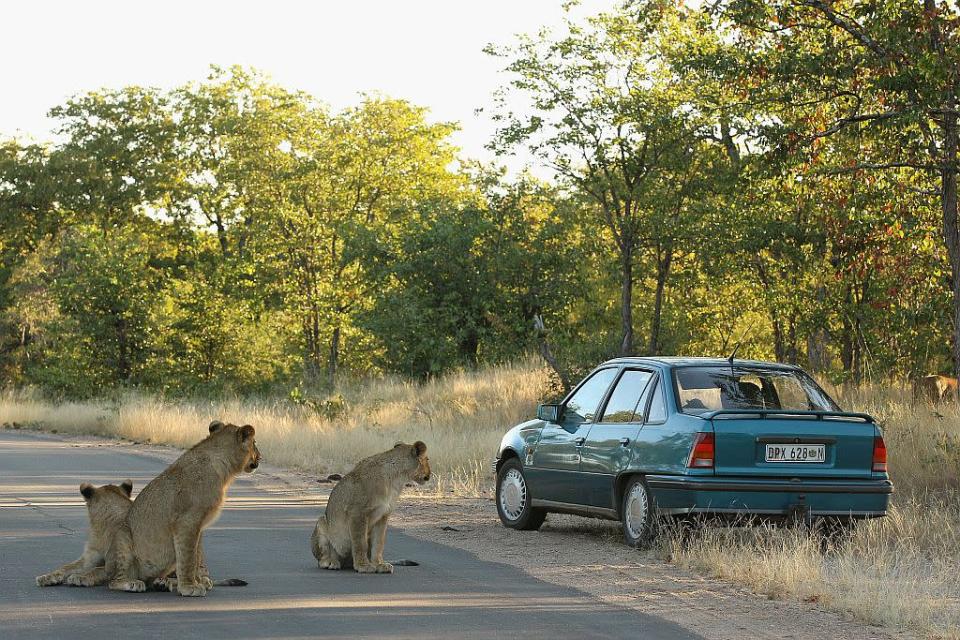 A car drives off a road to avoid three young lions at the Pafuri game reserve in Kruger National Park, South Africa. 