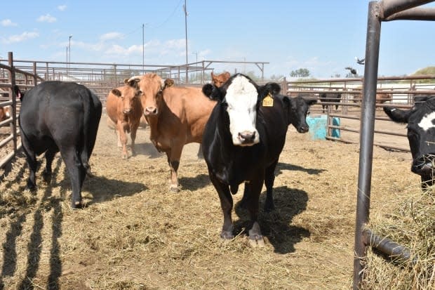 Farmers in the Western provinces are struggling to feed their cattle due to drought conditions.  (Terry Reith/CBC - image credit)