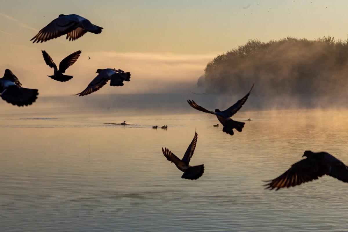 Birds are crashing to their deaths across America — but