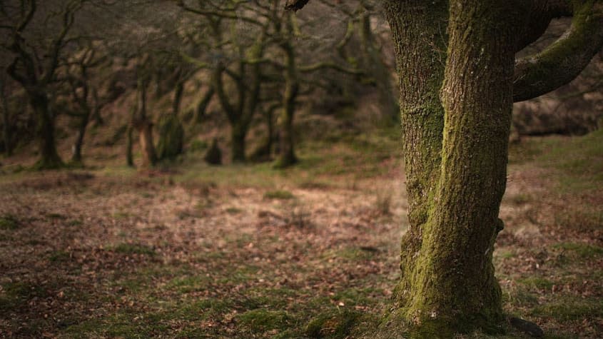 Ancient woodlands.