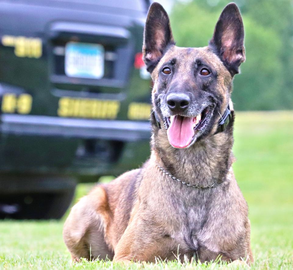 Cobra, a 10-year-old Belgian Malinois, poses for a photo.