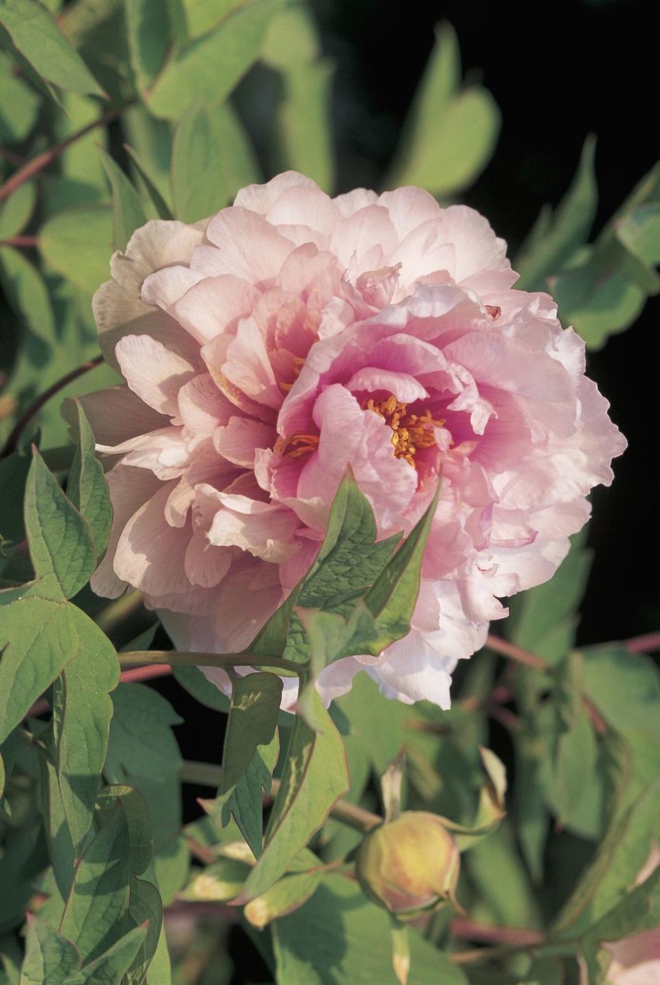 9) Peonies