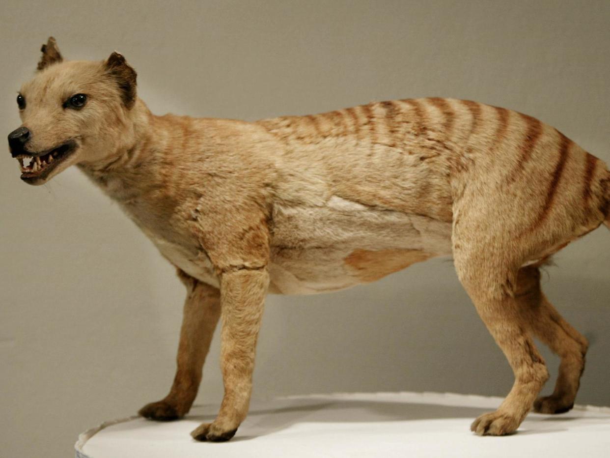 The preserved corpse of a Tasmanian tiger, which was declared extinct in 1936, at the Australian Museum: AFP/Getty Images