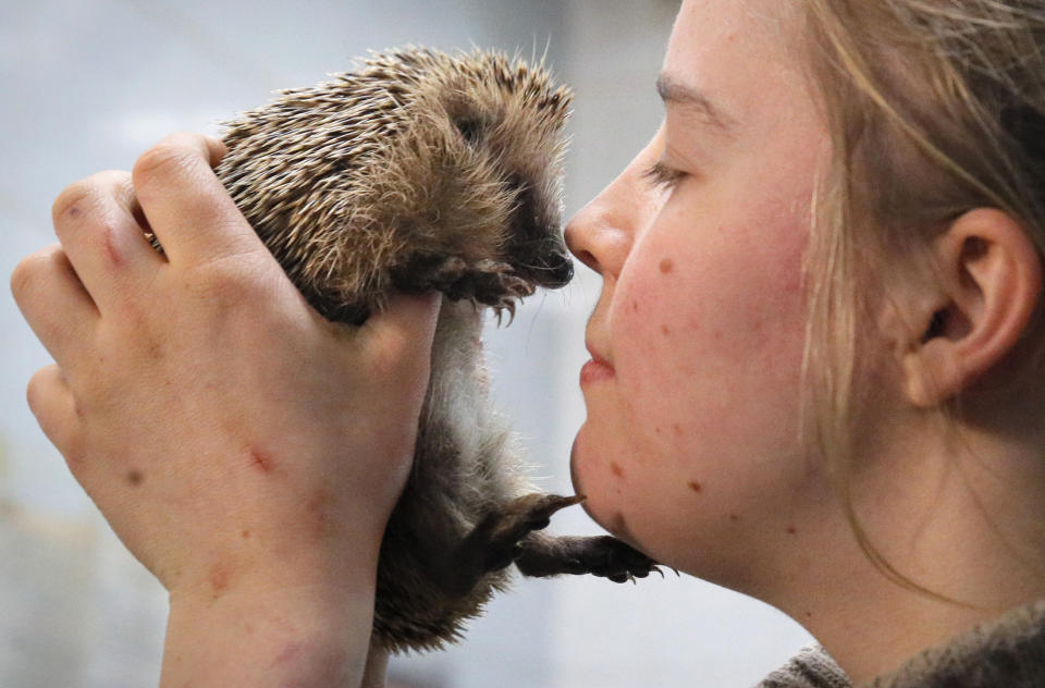 In this Wednesday, March 6, 2019 photo volunteer Yekaterina Gilchyonok holds a hedgehog in the Veles rehabilitation shelter for wild animals in Rappolovo village outside St. Petersburg, Russia. Some 200 wild animals are receiving care at the Veles Center, an out-of-the-way operation regarded as Russia's premier facility for rehabilitating creatures that were abandoned or fell victim to human callousness. (AP Photo/Dmitri Lovetsky)