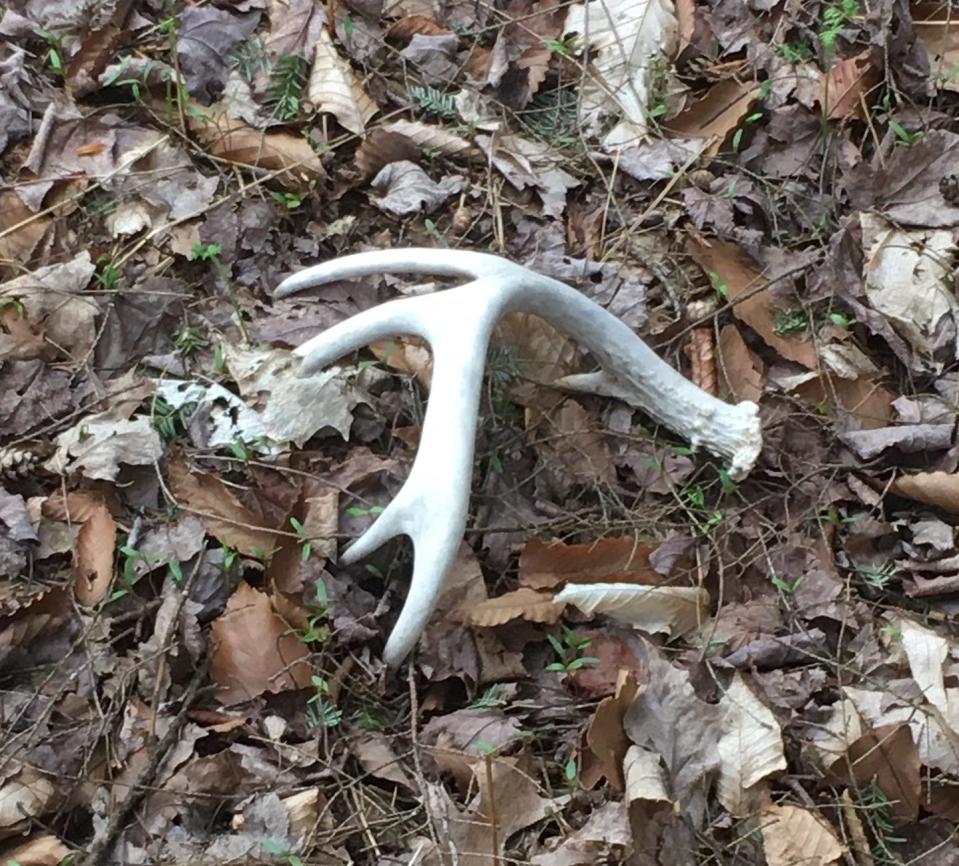 This five-point shed antler is easy to see, contrasting with the forest floor.