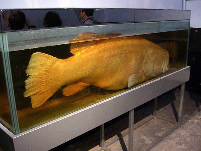 <strong>Scientific Name:</strong> <em>Bahaba taipingensis</em>     <strong>Common Name: </strong> Giant yellow croaker    <strong>Category:</strong> Pelagic fish    <strong>Population: </strong> Unknown (declining)    <strong>Threats To Survival:</strong> Over-fishing, primarily due to value of swim-bladder for traditional medicine - cost per kilogram exceeded that of gold in 2001