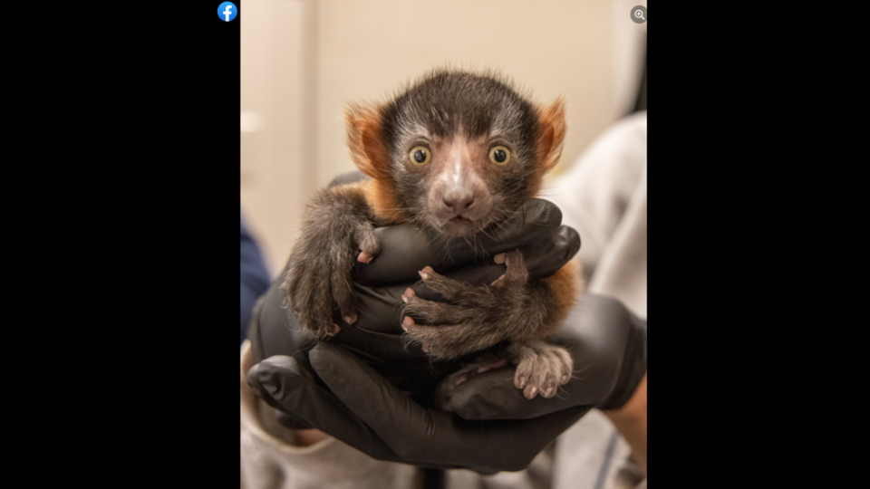 Penelope, the red ruffed lemur baby, was born on April 20, zoo officials said.
