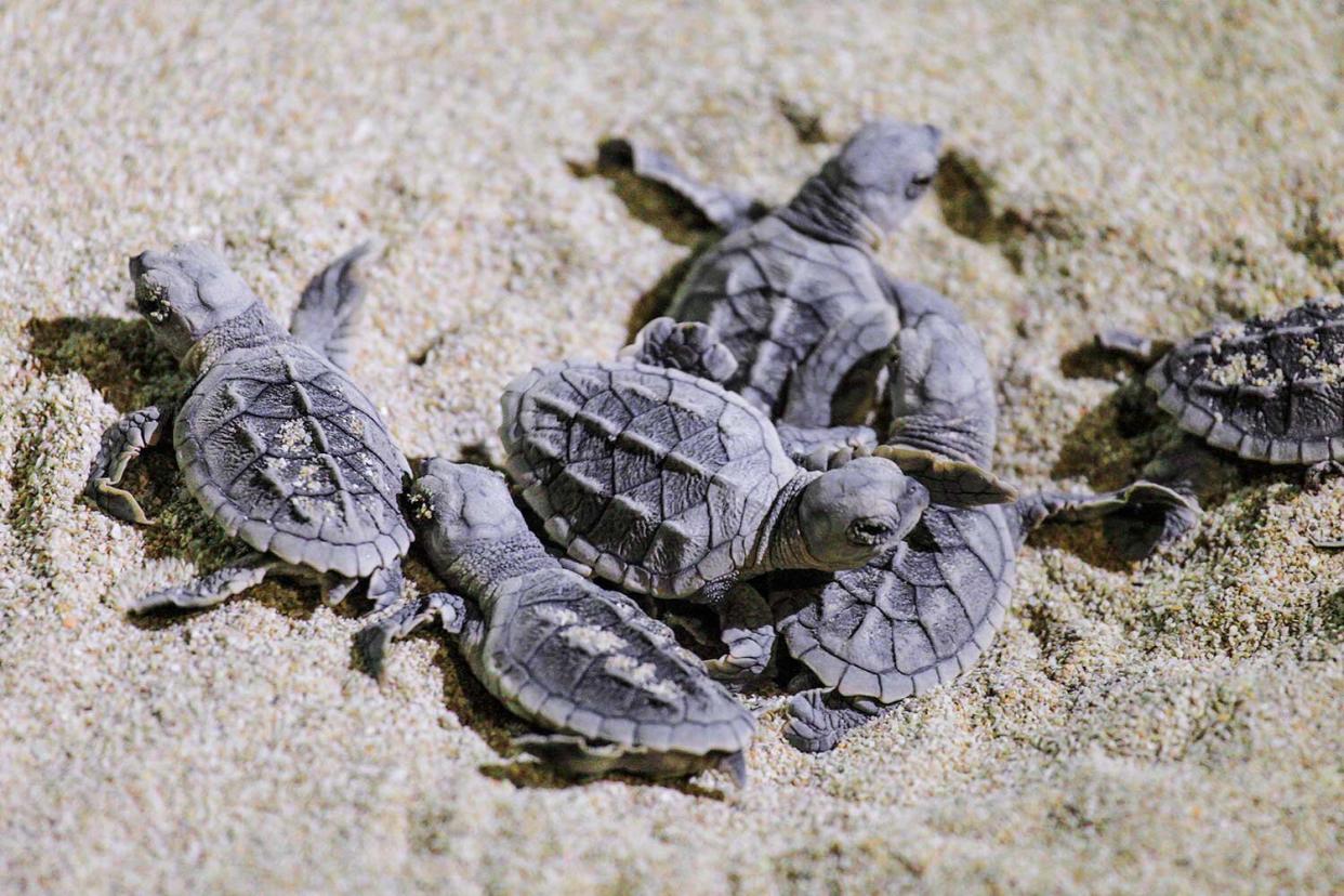 Baby turtle doing her first steps to the ocean.