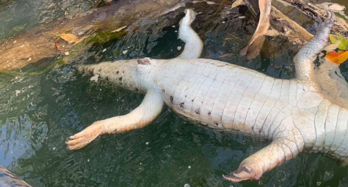 Crocodile Discovered Decapitated with Tail Cut Off: 'What is Wrong with  People?