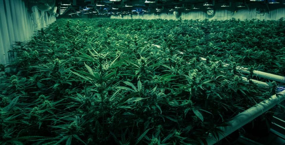 Dark greenhouse with dim lighting and rows of shelves of cannabis plants.