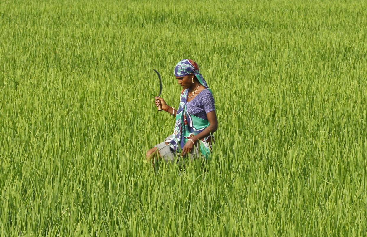 A farmworker in a rice paddy field in Ahmedabed, India. An unconventional method for growing rice has been found to increase yields by 20 to 50 percent. (Photo: Amit Dave/Reuters)