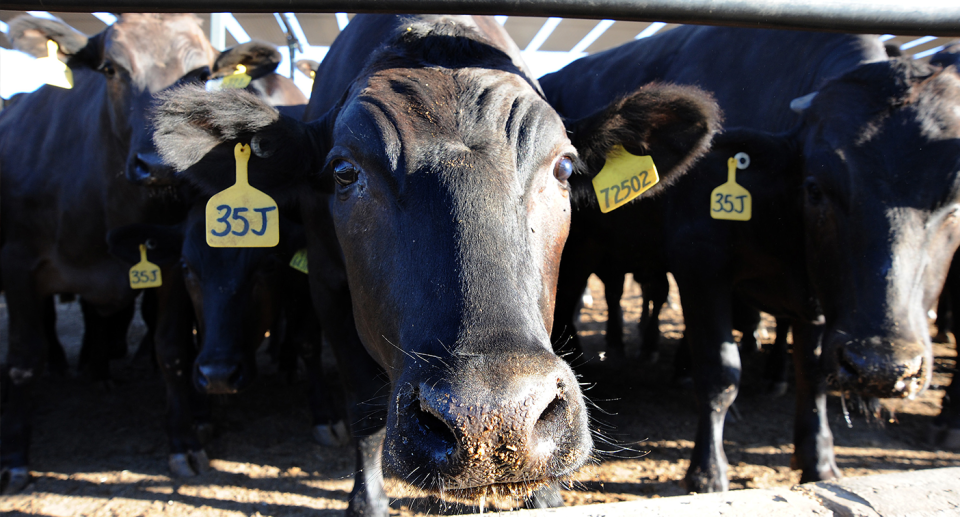 It's predicted cattle losses at intensive feedlots will be higher. Source: Getty (File)