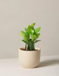 the sill zz plant