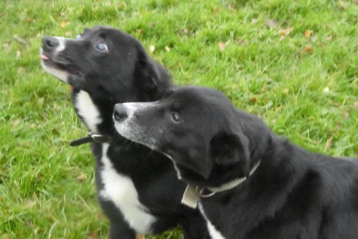 Bess and Roy are inseparable and looking for a new home: RSPCA Westmorland