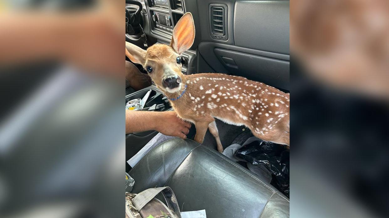 <div>Caught in the act. This fawn my look incident, but the Chisago County Sheriff’s Office says it caused a stir in a pickup truck on Thursday night. (Image provided)</div>