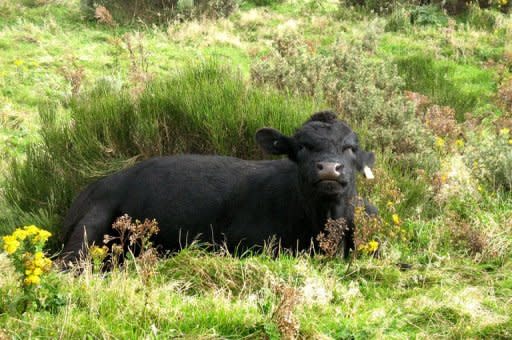 A cow sits on a hillside above the New Zealand city of Wellington on April 24. The sale of a bankrupt dairy farm group to a Chinese firm has sparked fears of a foreign land grab in New Zealand, as well as revealing what critics label a "dark side" of the national psyche