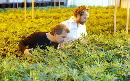 Co-founder Corso Serra di Cassano and marketing chief Boris Blatnik (R) of Swiss cannabis producer KannaSwiss stand in between cannabis plants in the company's greenhouse in Koelliken, Switzerland March 20, 2017. REUTERS/Arnd Wiegmann