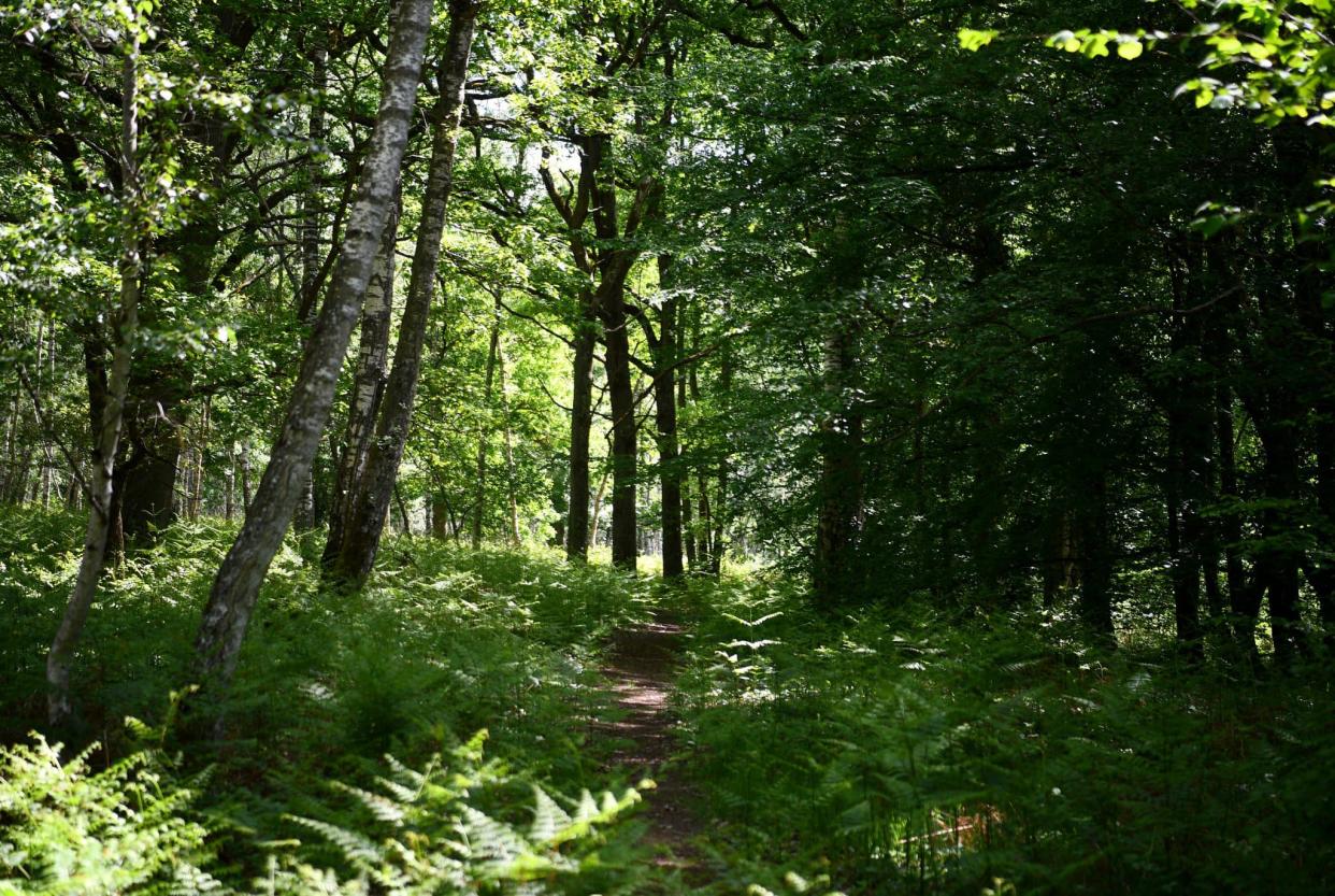 La forêt de Rochefort, à Rochefort-en-Yvelines (PHOTO D'ILLUSTRATION). - FRANCK FIFE / AFP