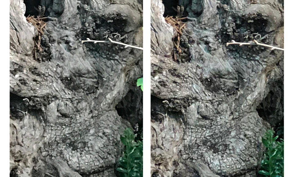 A 100% crop with the iPhone 7 Plus (left) and iPhone 8 Plus (right) reveals a slightly sharper image but no significant increase in image detail.