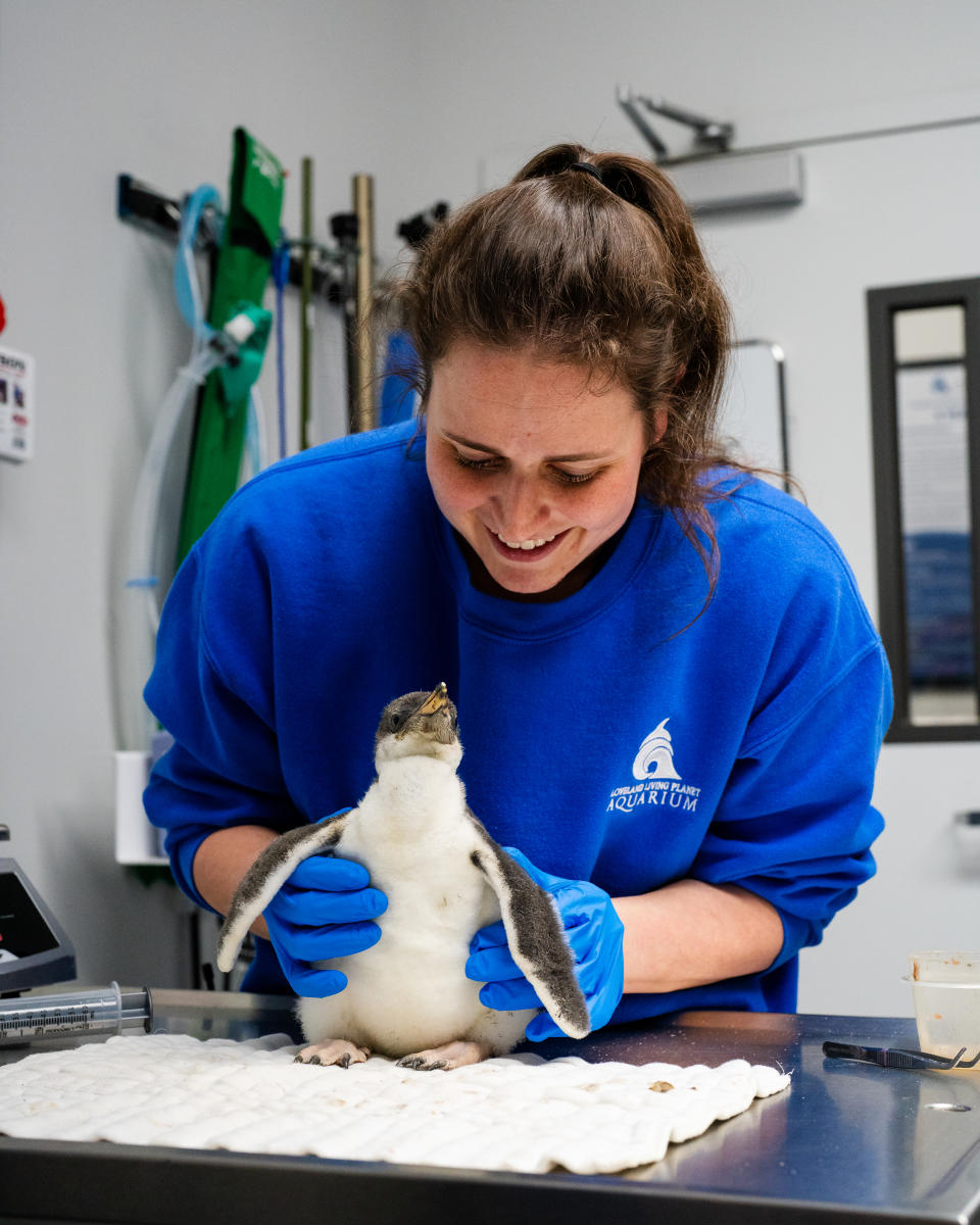 An undated image of a penguin chick that was discovered at the Loveland Living Planet Aquarium in June 2024. The penguin chick was born after the aquarium's TikTok "dating show" featuring the adult penguins during breeding season. (Courtesy: Loveland Living Planet Aquarium)