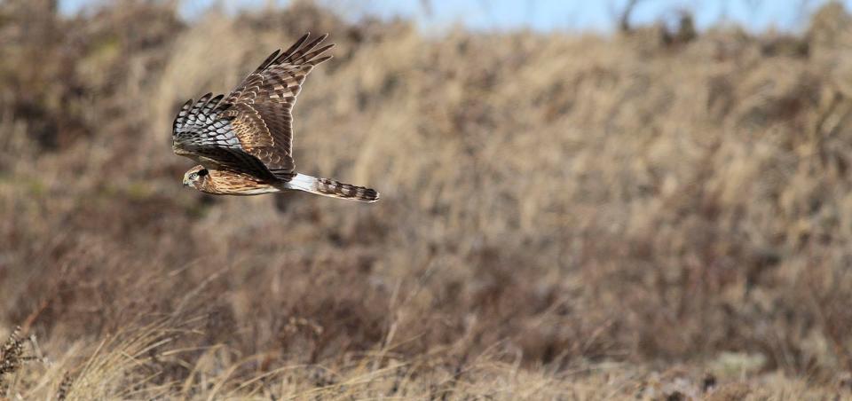 A northern harrier flies low over the dunes at Duxbury Beach Monday, Feb. 6, 2023.