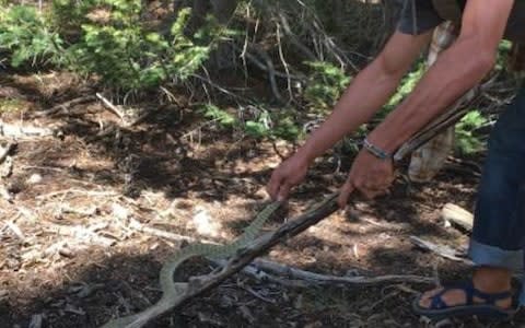 Dylan McWilliams is seen wrangling a snake - Credit: Dylan McWilliams/Facebook